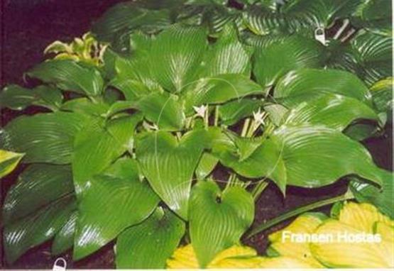 Hosta Dragon Wings